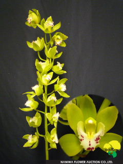 Cymbidium Super Green.JPG